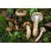 Мицелий Гигрофора оливково-белого / Мокрица оливково-белая (Hygrophorus olivaceoalbus)